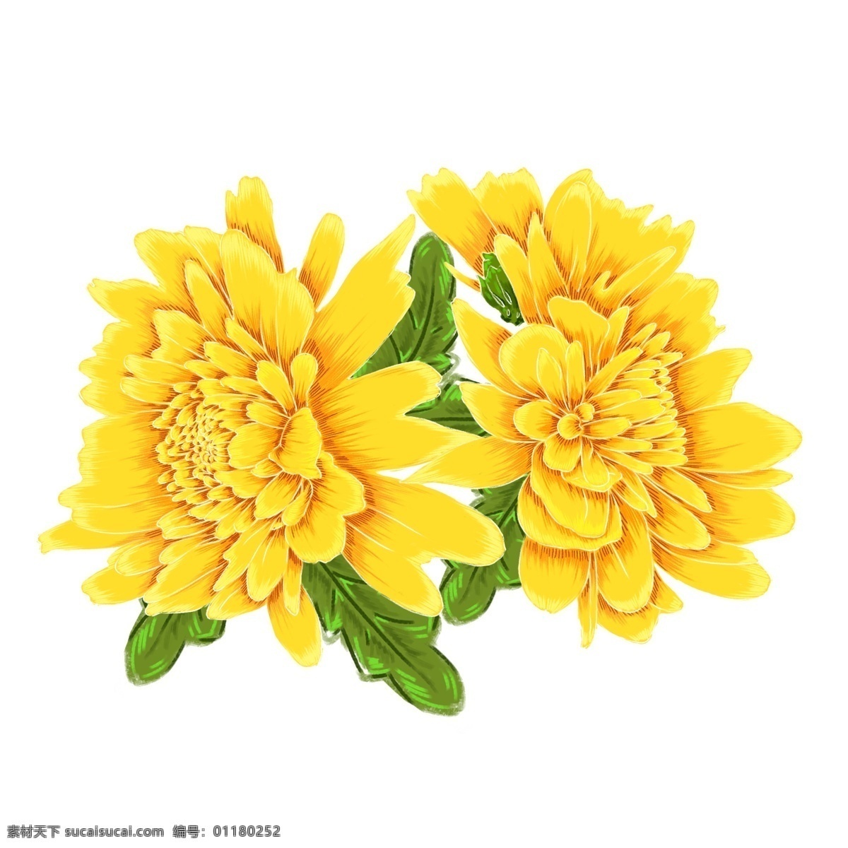 手绘 金黄 灿烂 盛放 秋菊 原创 免 抠 元素 菊花 鲜花 花朵 绿叶 美丽 野菊 黄花 枝叶 名花 花蕊 花心 绽放 怒放 鲜艳 娇艳