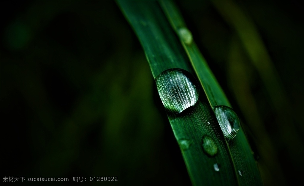 水滴 草 绿色 光 反射 湿 天气