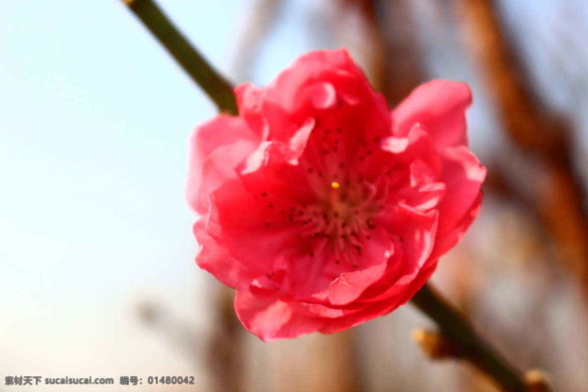 美丽的桃花 桃花 桃红 春天 花朵 花园 开花 美丽 微距摄影 花草 桃花运 鲜艳夺目 生物世界 白色