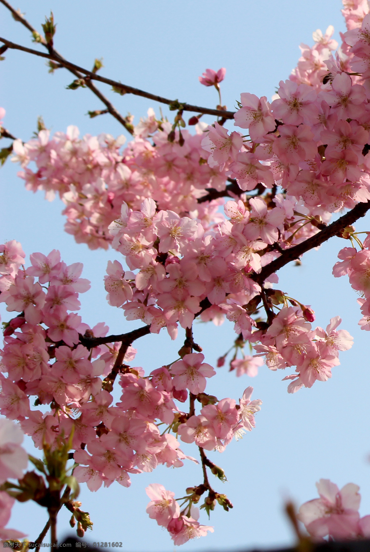 樱花 樱花树 日本樱花 树枝 树干 浪漫樱花 樱花花瓣 樱花林 日本 鲜花 花朵 花卉 花草 粉色花朵 粉花 小红花 花草植物 生物世界