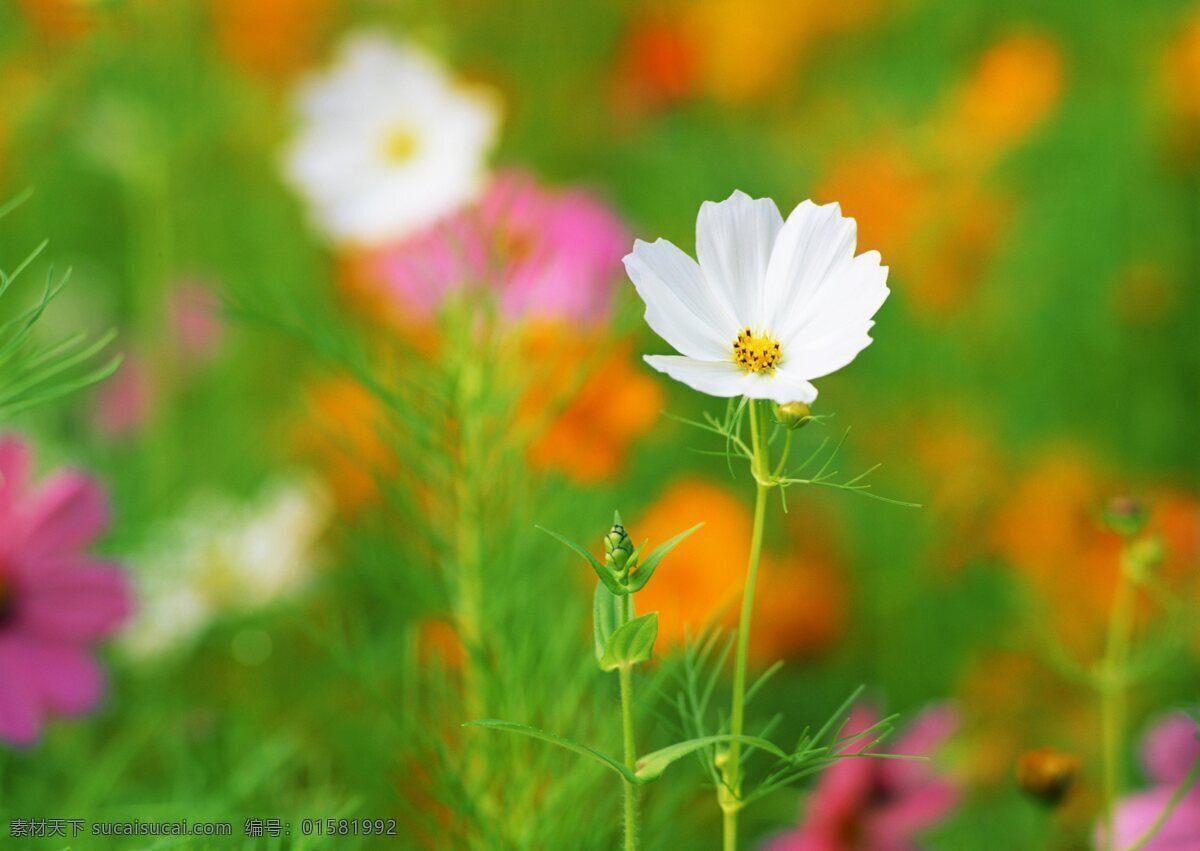 开放 白花 盛开 鲜艳 野花群 花的海洋 花卉 风景 野花 花海 自然风景 植物 花 花草树木 生物世界