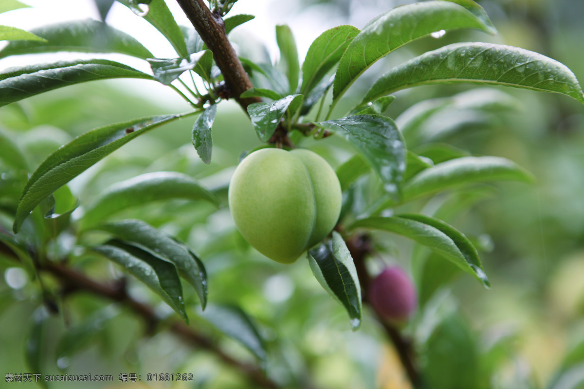 枝头的青杏子 水果 新鲜 美味 枝头 青杏子 生物世界