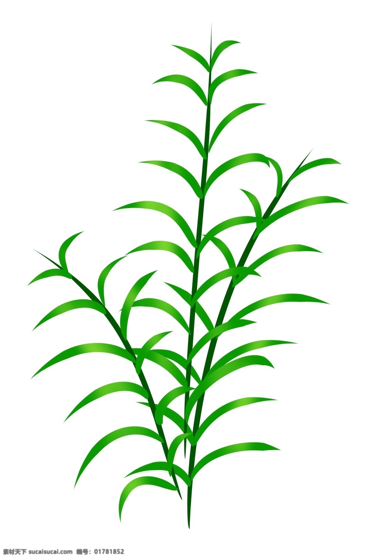 绿植绿叶植物 热带植物 叶片 嫩芽