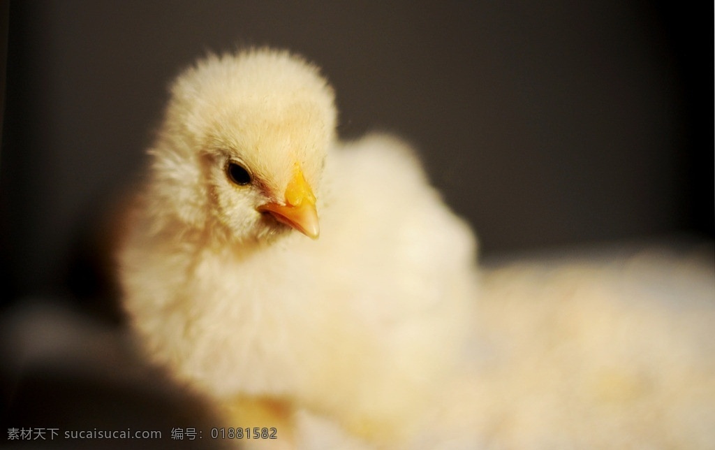 动物摄影 小鸡 母鸡 养鸡 养殖业 家禽家畜宠物 鸡 黄毛鸡 鸡仔 可爱 宠物 动物 鸟类 生物世界
