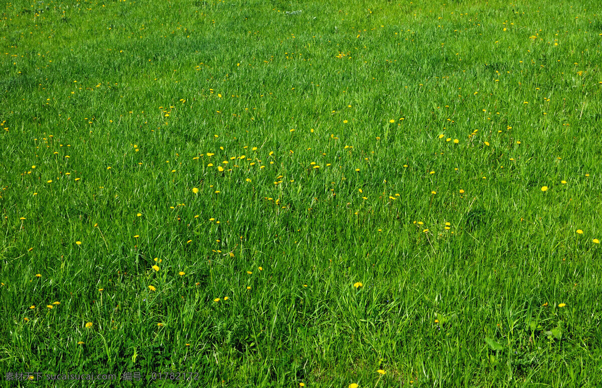 绿色 草地 背景 草坪 创意设计 底图 高清大图 禾苗 小花 野花