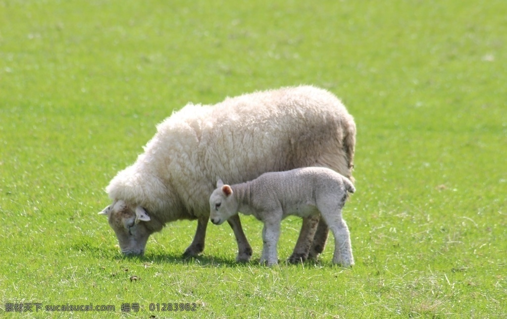羊图片 羊 羊羔 山羊 白羊 牧羊 绵羊 吃草 草食 温顺 毛茸茸 草地 动物 生物世界 家禽家畜