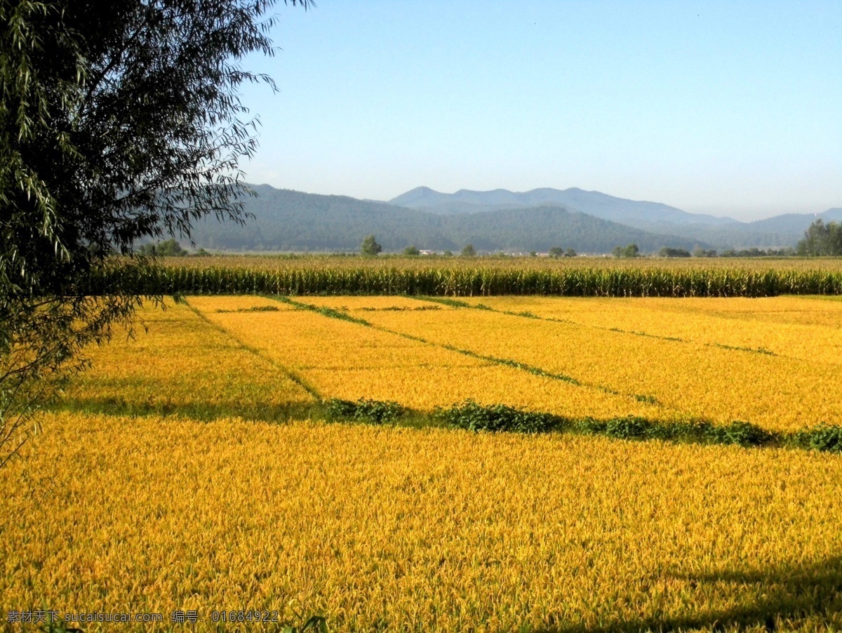 稻田 蓝天 黄色的稻田 稻谷 稻子 田园风光 自然景观
