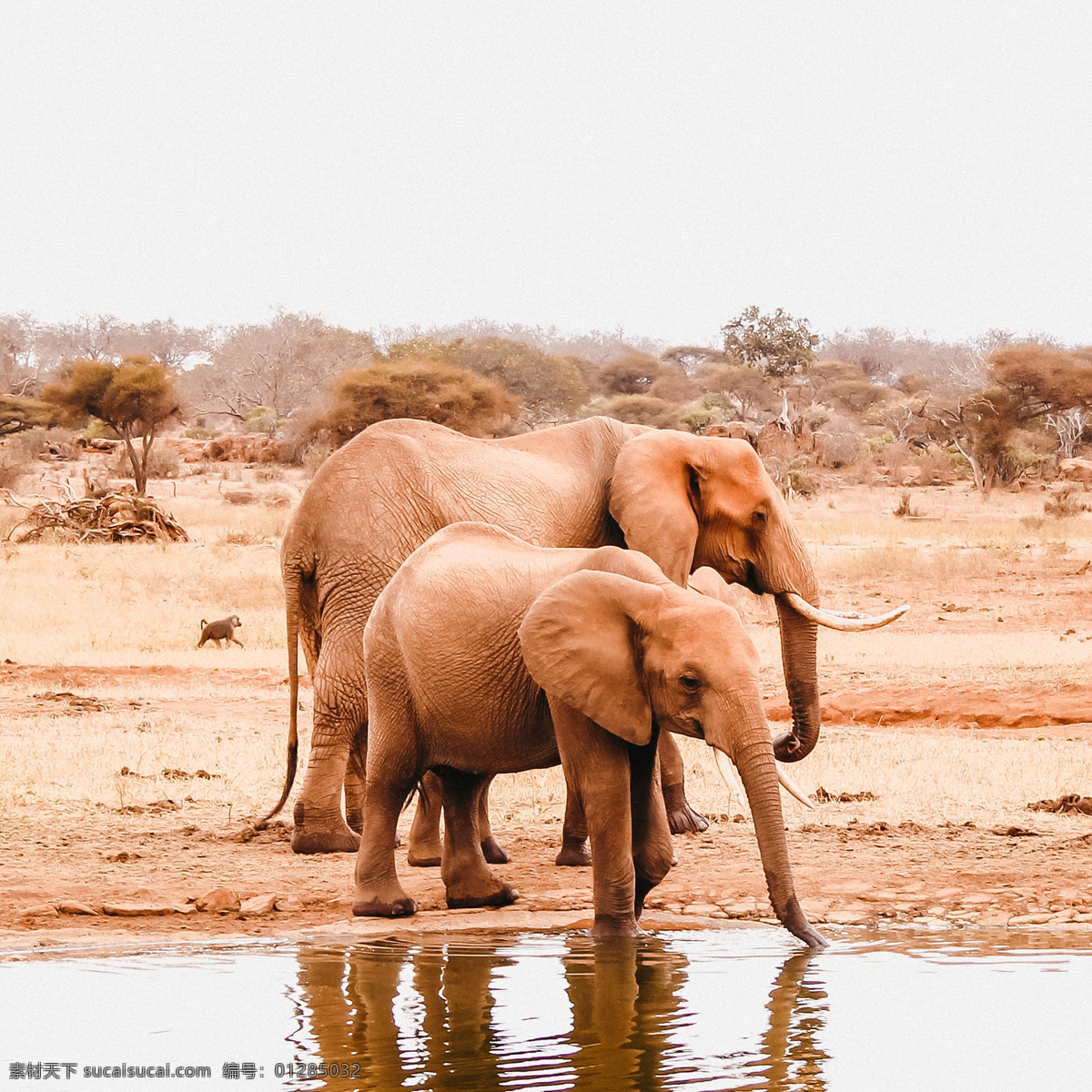 大象 小象 象群 夕阳 漫步 迁徙 野外 嬉戏 跋涉 动物 生物世界 野生动物