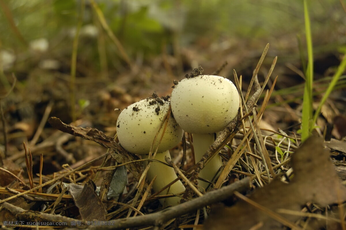 野生 蘑菇 破土而出 毒蘑菇图片 蘑菇图片 野生蘑菇 小蘑菇