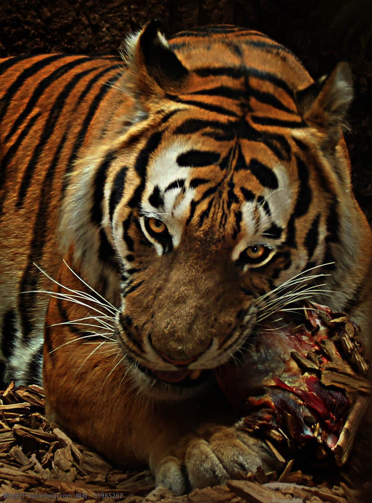 老虎 百兽之王 丛林之王 强壮 力量 生物世界 野生动物