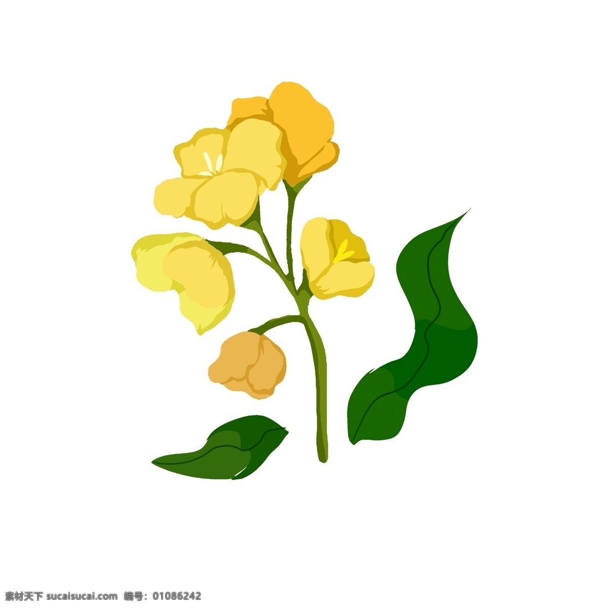 春天 油菜花 植物 插画 自然 春天油菜花 油菜花植物 油菜花特写 绿色叶子插画 黄色花朵插画