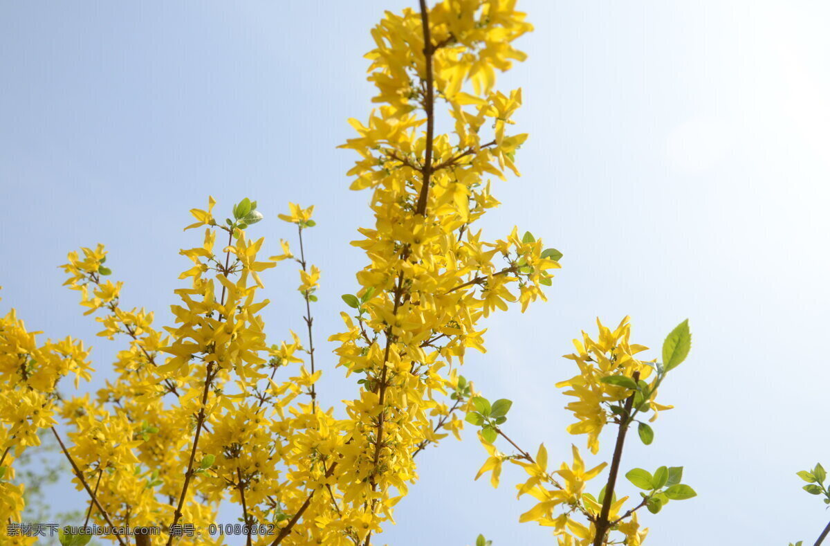 黄色 迎春花 花枝 黄色花朵 鲜花 黄花