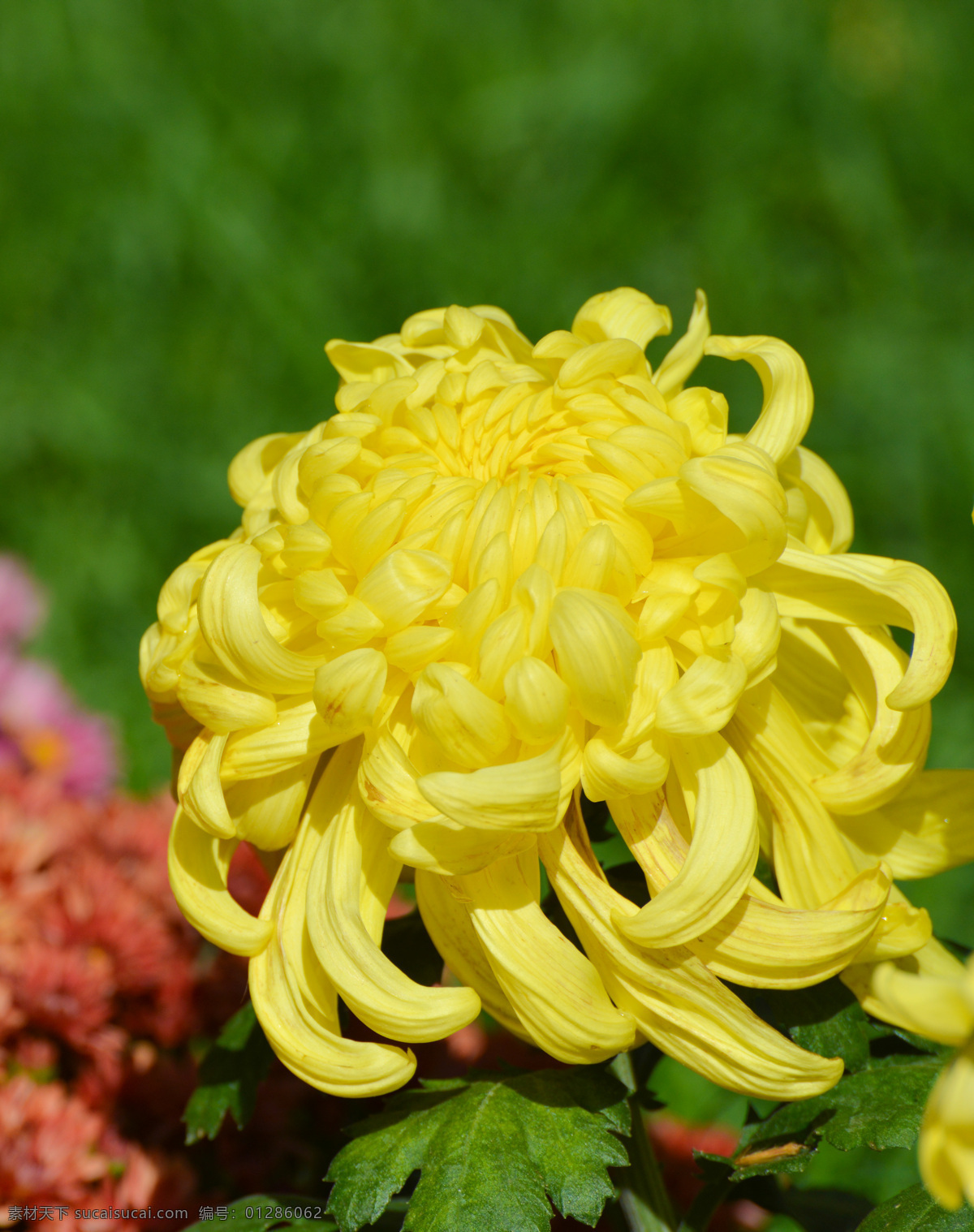 黄菊花 花径 绿叶 盛开 花朵 粉绿背景 菊花朵朵 生物世界 花草 黄色