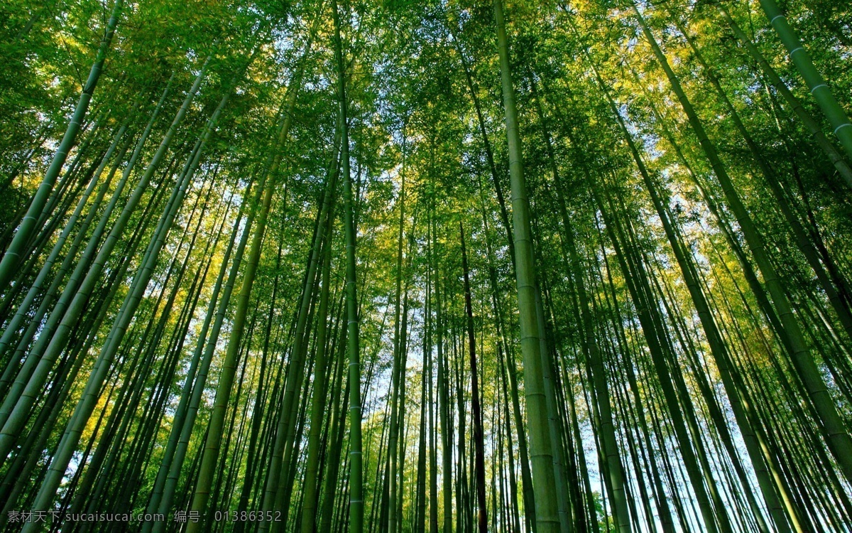 竹林 自然风景 风景壁纸 春天 毛竹 系列 自然景观