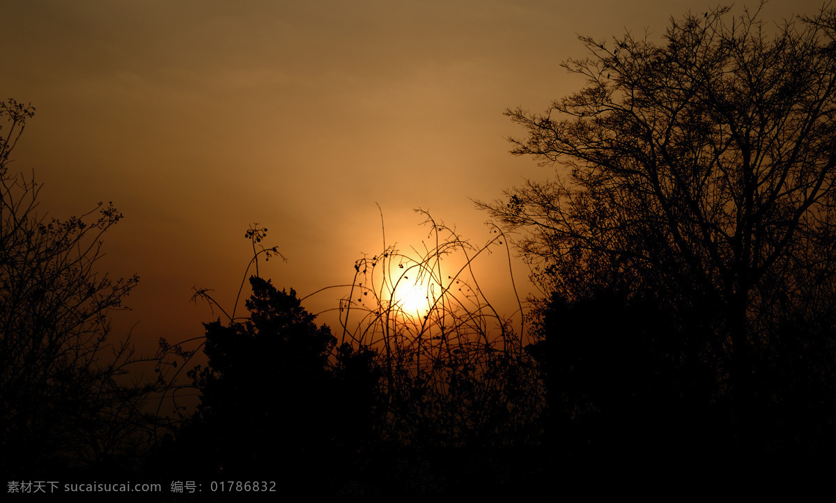 光芒 黄昏 剪影 摄影作品 树林 树枝 夕阳 醉 美 醉美夕阳 金太阳 自然风景 自然景观