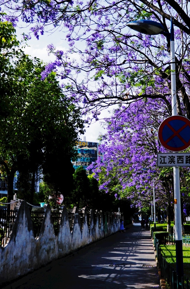 蓝花楹 植物 云南 昆明 紫色 教场中路 自然景观 自然风景