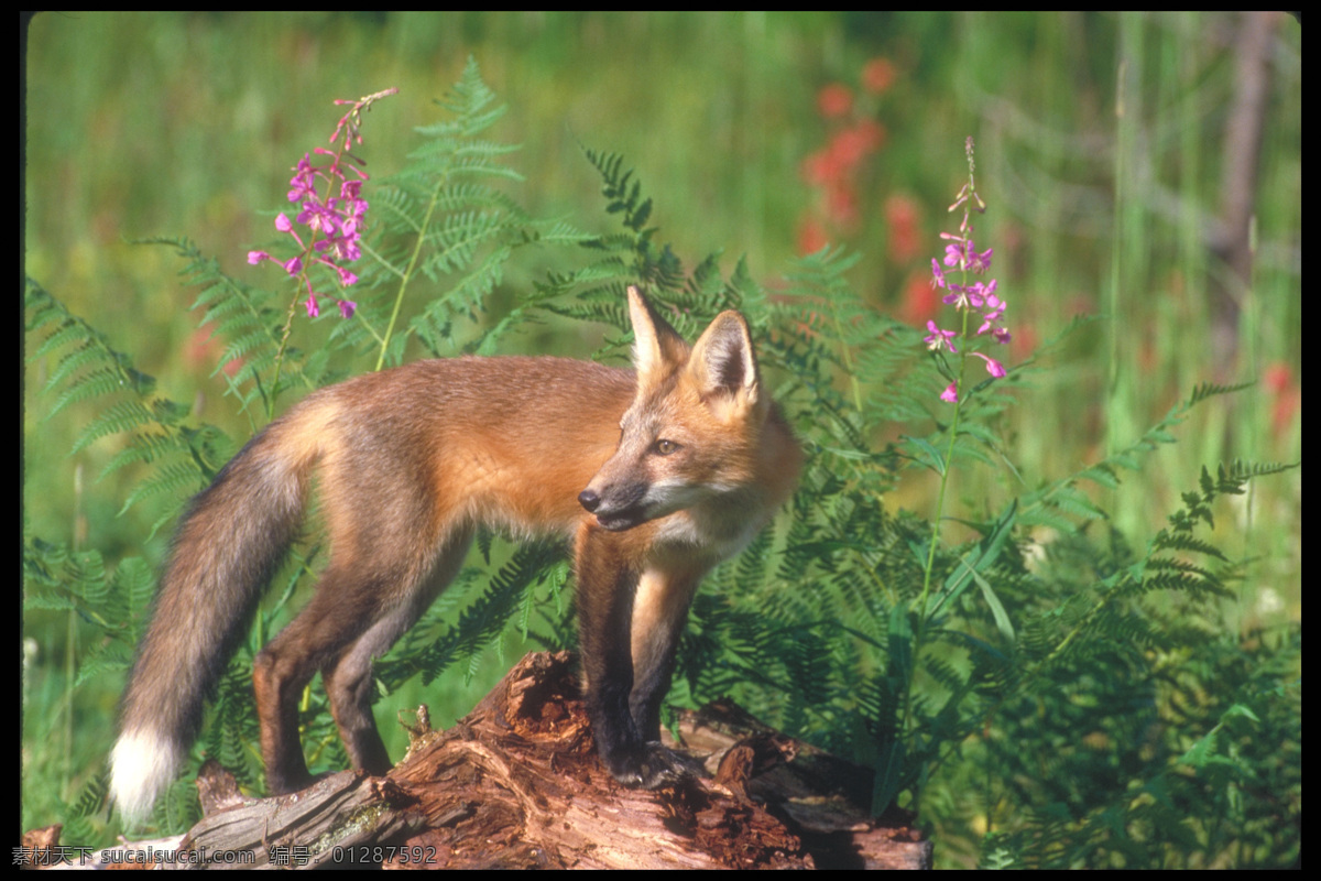 站 树木 上 狐狸 狐狸摄影 野生动物 动物摄影 动物世界 陆地动物 生物世界