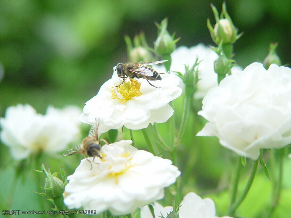 花儿 蜜蜂 昆虫 生物世界 花儿与蜜蜂 昆虫世界