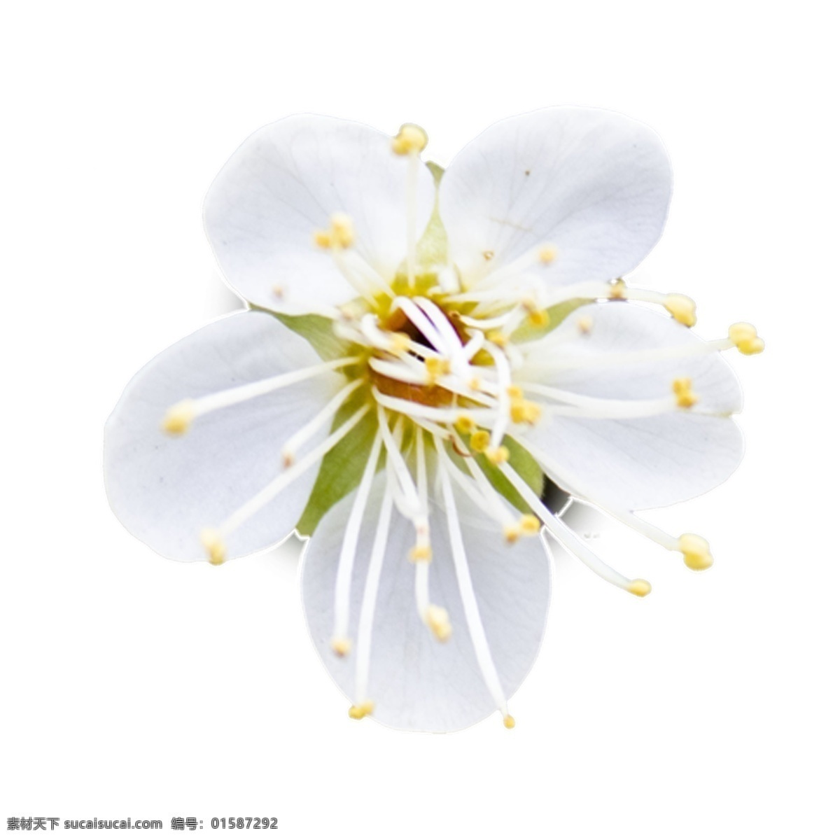 白色 黄色 春天 唯美 花朵 好看 梦幻 鲜艳 多彩 春日 春季 花 清新 自然 植物 自然景观