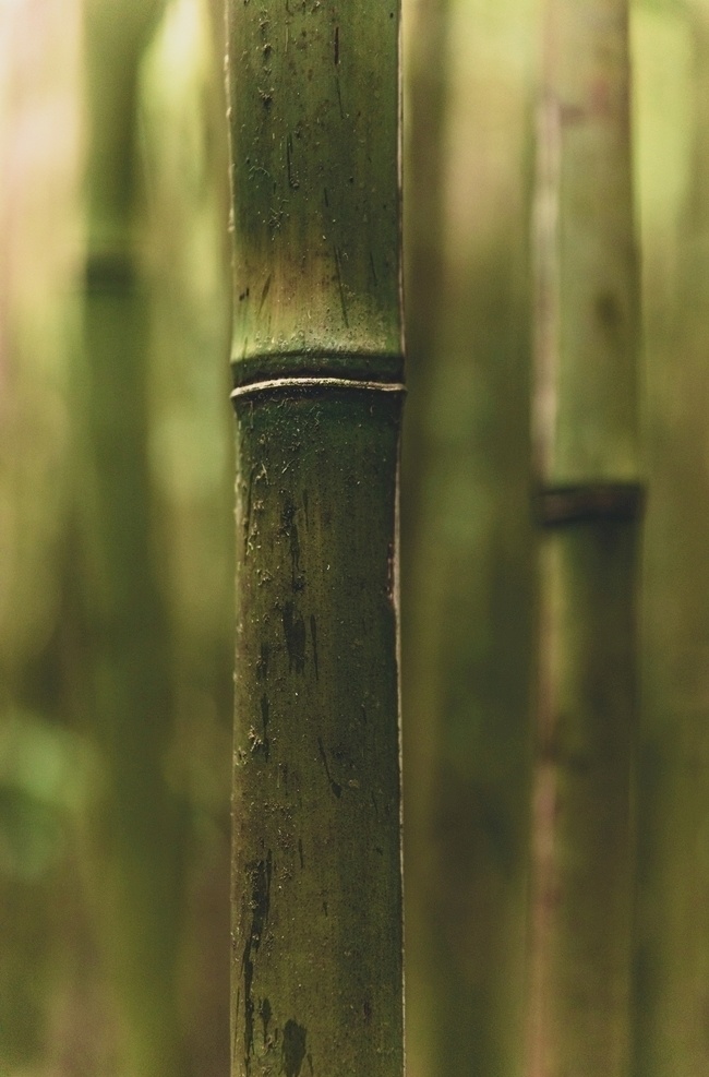 竹子 拍照 照片 拍摄 壁纸 高清 特写 竹叶 叶子 植物 竹林 竹竿 梅兰竹菊 青竹 毛竹 大自然 照片图片 生物世界 树木树叶