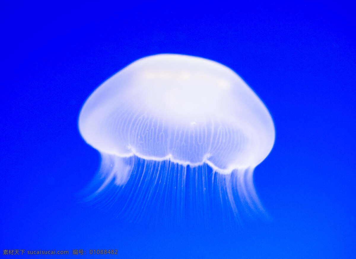 海洋生物 海底世界 海洋 生物世界 水母 海底景色
