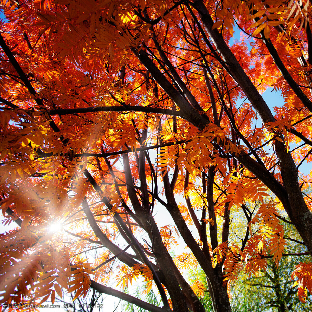 枫树林 枫树 红叶 阳光 秋天风景 秋季风景 高清 背景 树木树叶 生物世界 红色