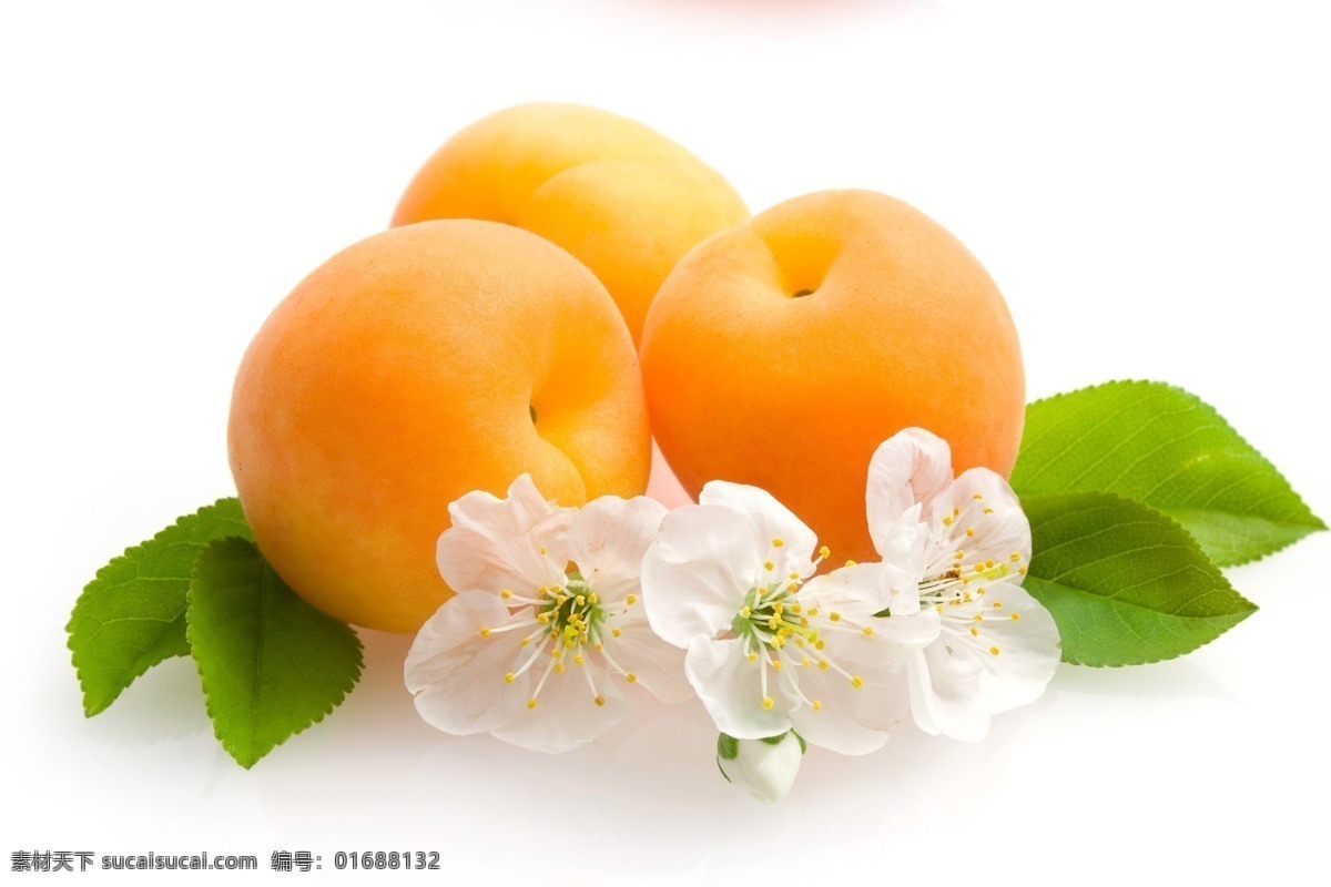 杏子 甜杏 水果 有机水果 绿色水果 商品用图 淘宝用图 鲜果 生物世界
