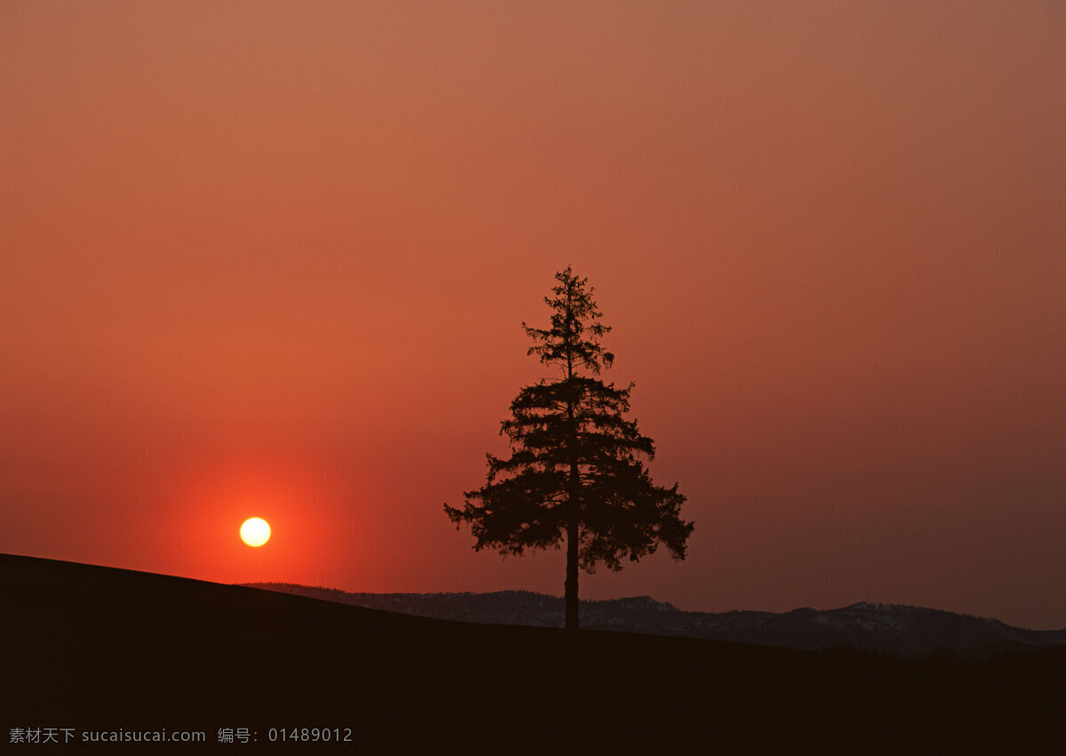 草原 上 颗 树 自然 风景 天空 空旷 白云 一个树 安静 黄昏 日落 花草树木 生物世界