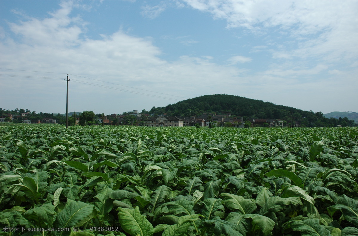 苏仙区 烟草 种植 绿地 烟草种植 田园 郴州 国内旅游 旅游摄影