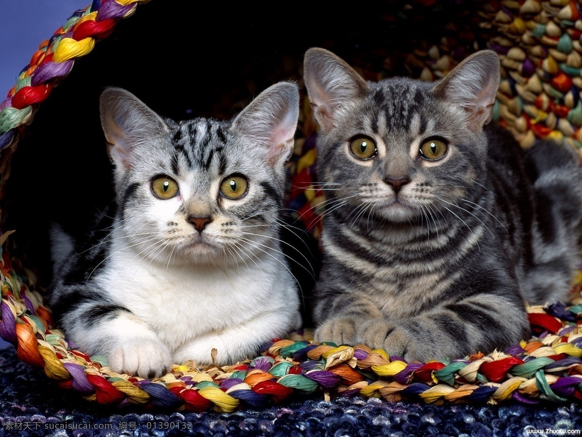 两只猫猫