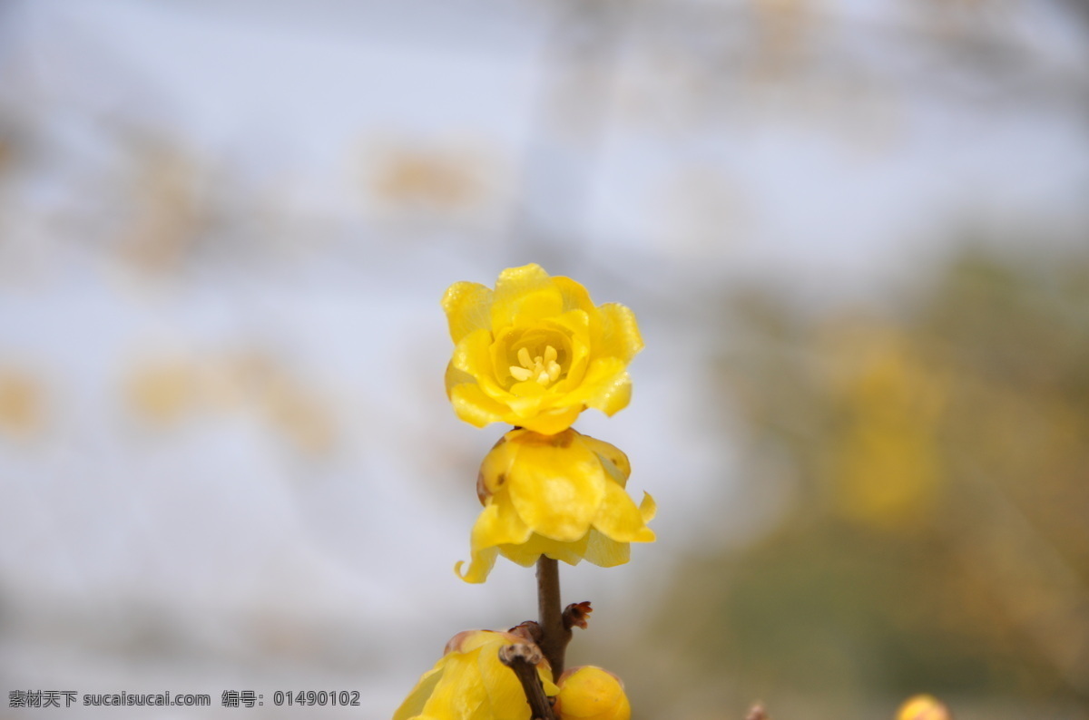 腊梅 梅花 梅园 公园 花展 花草 生物世界