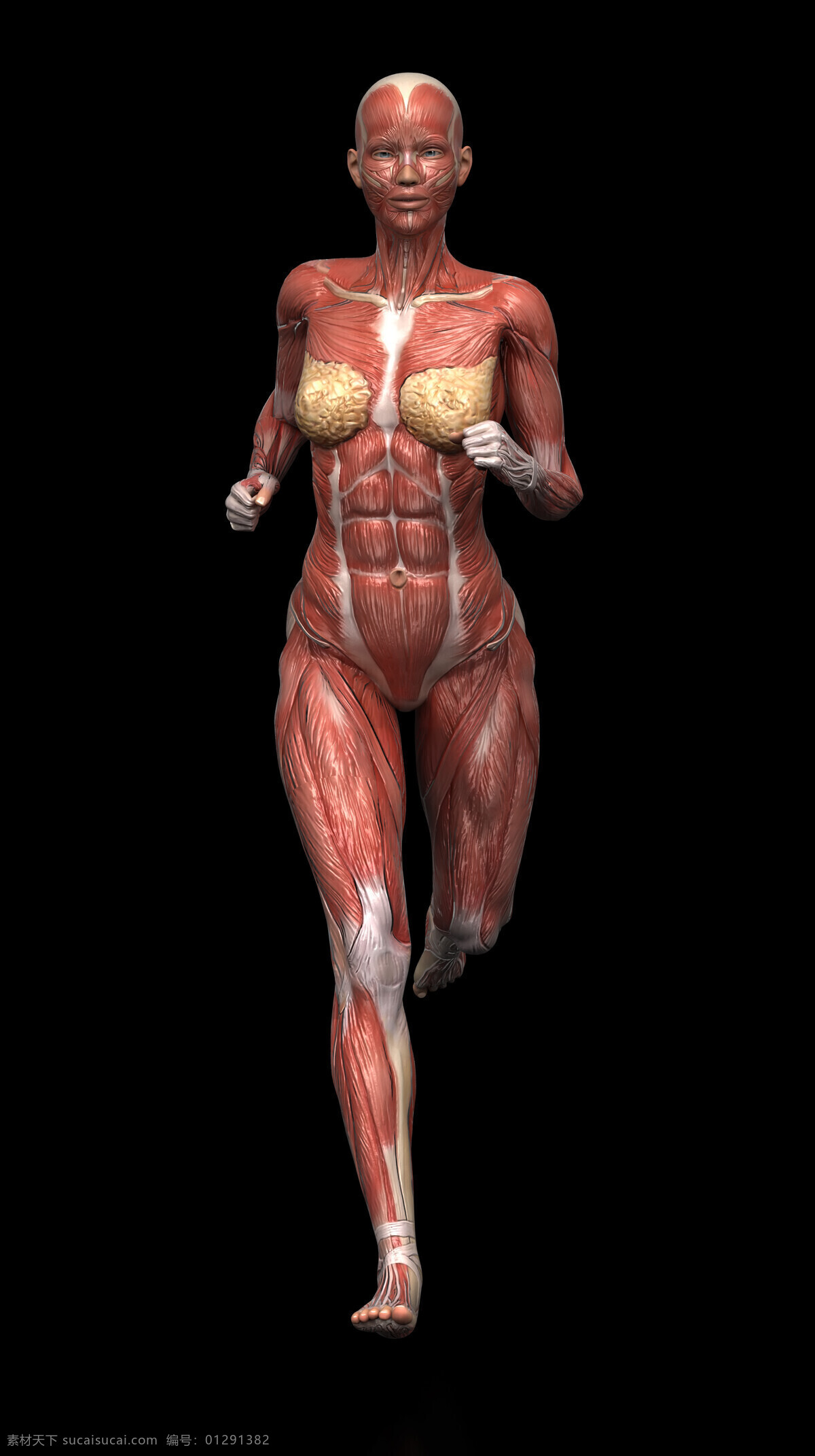 人体 肌肉 组织结构 动作 跑步 人体肌肉 人体解剖学 男性人体 肌肉组织 图医学 人物图库 其他人物