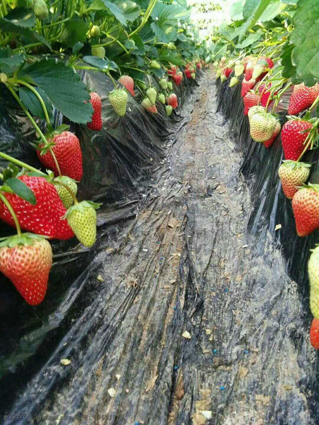 草莓秧 结果 地膜 大棚 有机 水果 新鲜 植物 生物世界