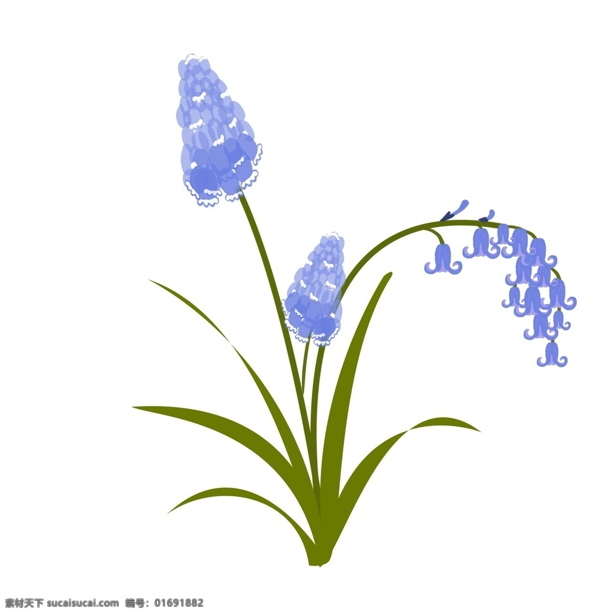 植物 风信子 蓝紫色 花 绿叶 手绘