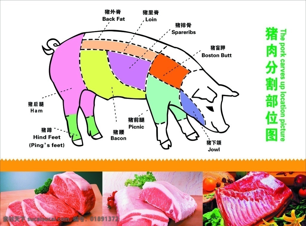 猪肉 部位 分割 图 猪 鲜肉 菜场 猪肉分割图 标识标志图标 广告设计模板 源文件