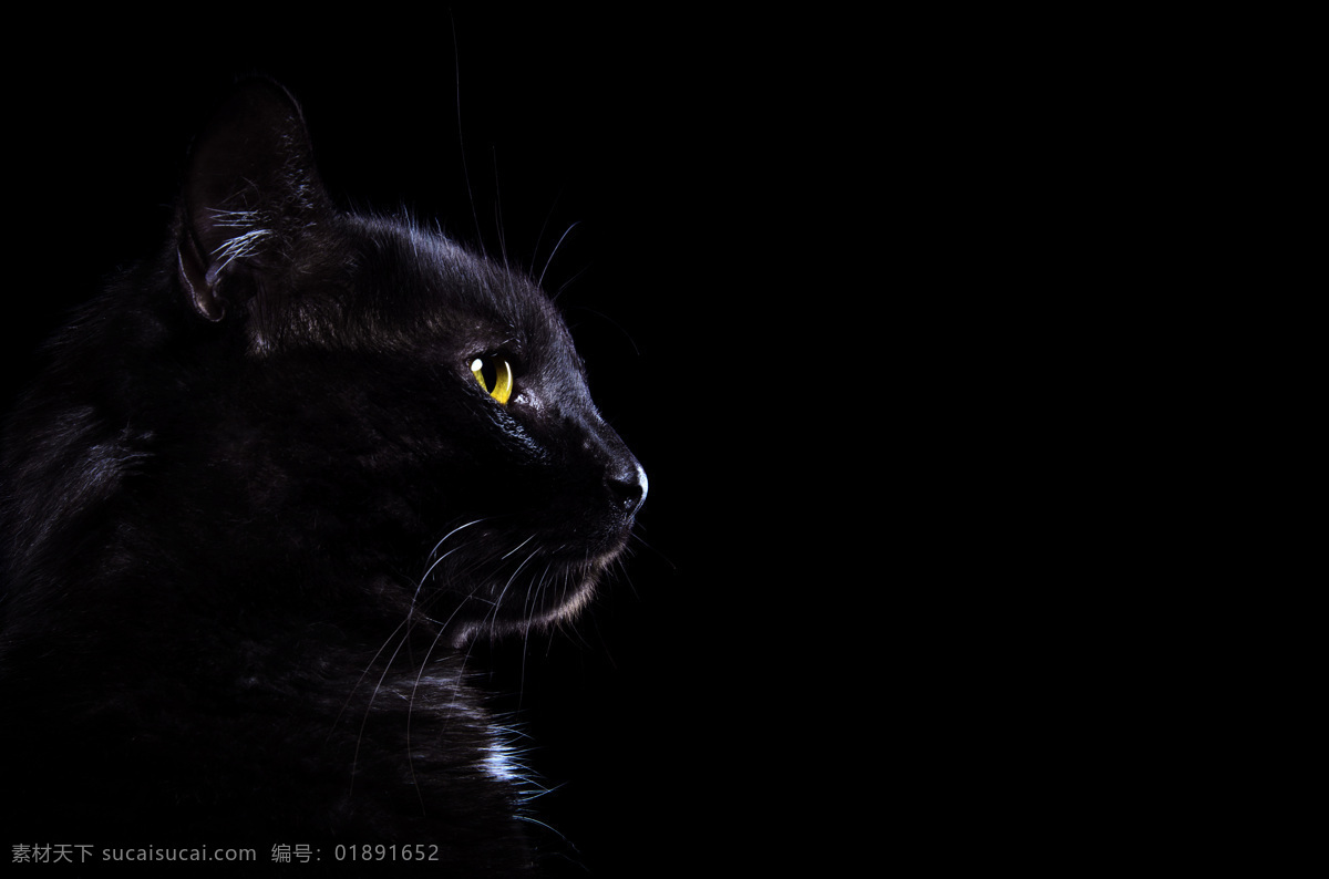 黑色 背景 小猫 黑色背景 黑猫 猫咪 萌宠 宠物猫 动物世界 可爱动物 陆地动物 生物世界