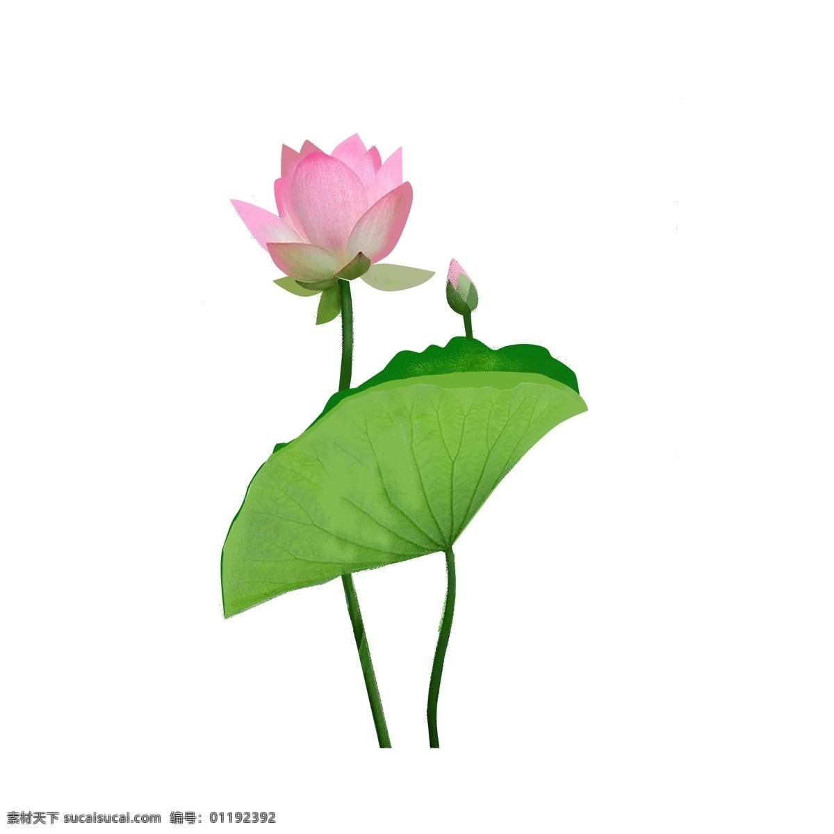 原创 商用 元素 荷花 荷叶 绿色 手绘 花骨朵