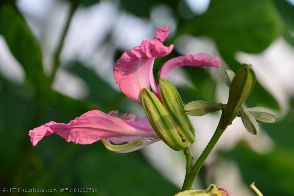 洋紫荆 宫粉羊蹄甲 羊蹄甲 红紫荆 红花紫荆 花卉 花朵 花瓣 观赏花卉 植物 花儿 花草 绿化景观 花卉大观园 生物世界