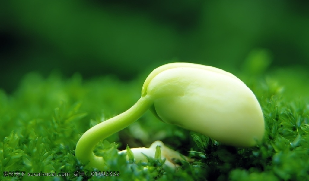 种子发芽 树叶 小清新 小清新植物 新叶 叶子 天空 春天 夏季 新芽 自然风景 植物 野草 山间植物 树枝 小草 生物世界 绿色 护眼 壁纸 护眼壁纸 花草 叶子背景 植物背景 绿叶 植物墙 绿植 自然景观