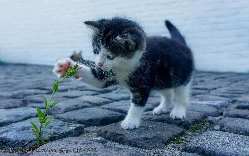 可爱萌宠猫咪 猫 宠物 可爱 萌宠 地板 地面 背景 壁纸 动物 生物世界 家禽家畜