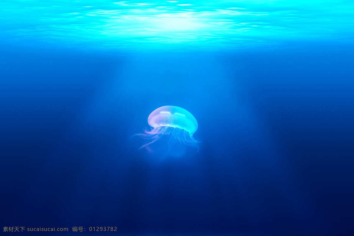 大海里的水母 海洋 生物 大海 蓝色 阳光 水母 生物世界 海洋生物