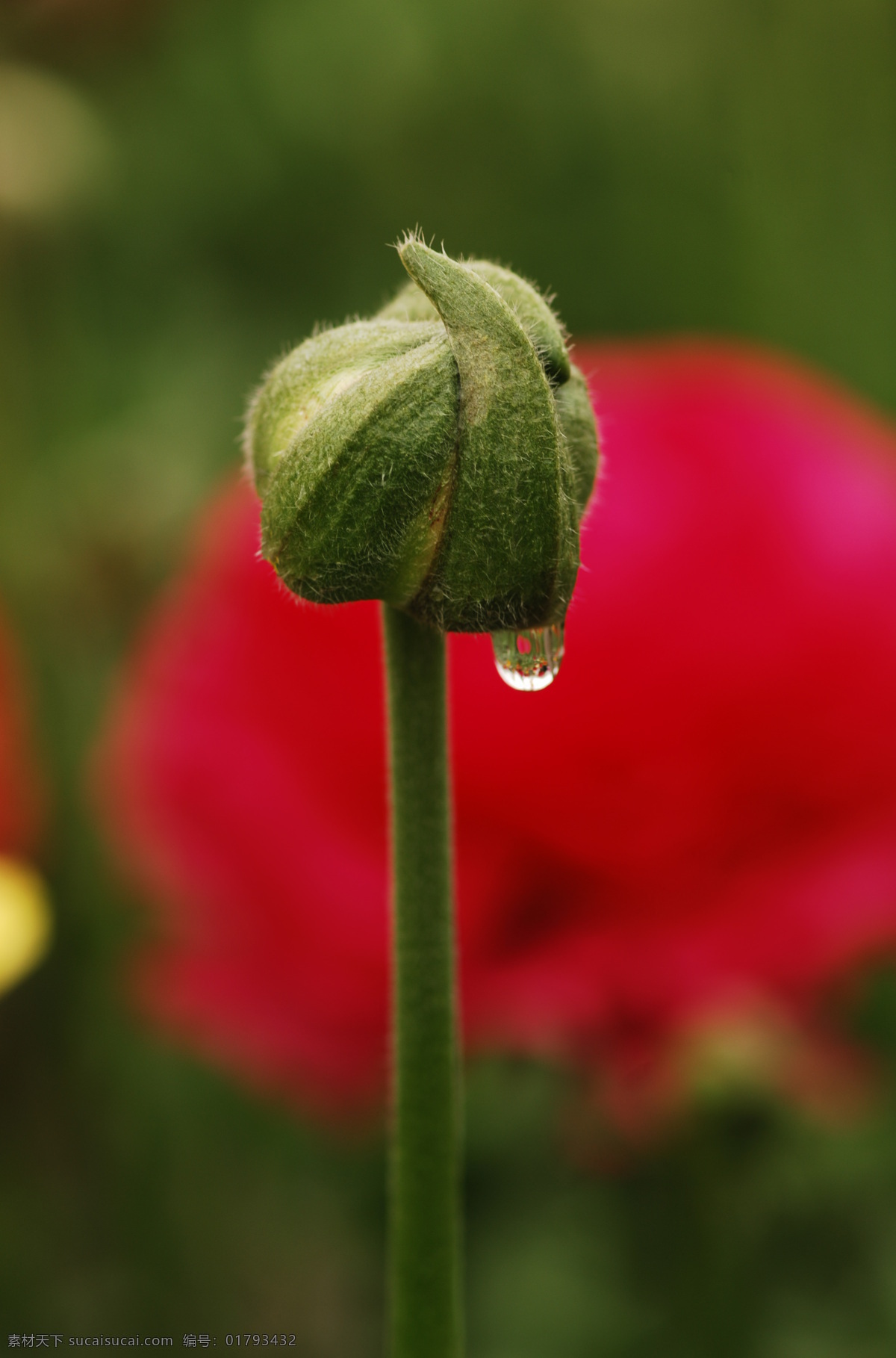 花蕾 花草 梦幻 生物世界 水滴 微距 虞美人 田野罂粟 psd源文件