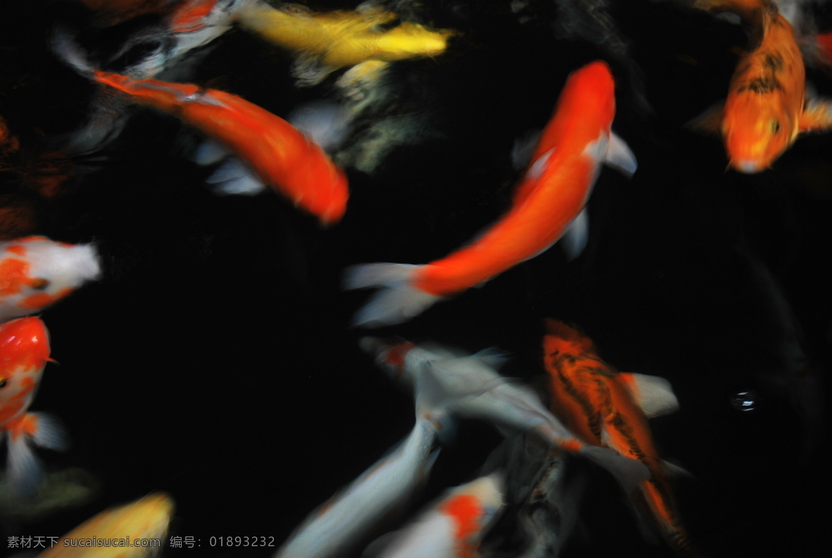 锦鲤 生物世界 水生物 鱼类 锦鱼 红白相间的鱼 彩鱼 水池中的鱼 游动的鱼 观赏鱼 水生动物