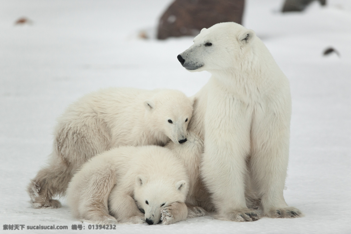 三 只 可爱 北极熊 熊 动物 野生动物 动物世界 陆地动物 动物摄影 生物世界