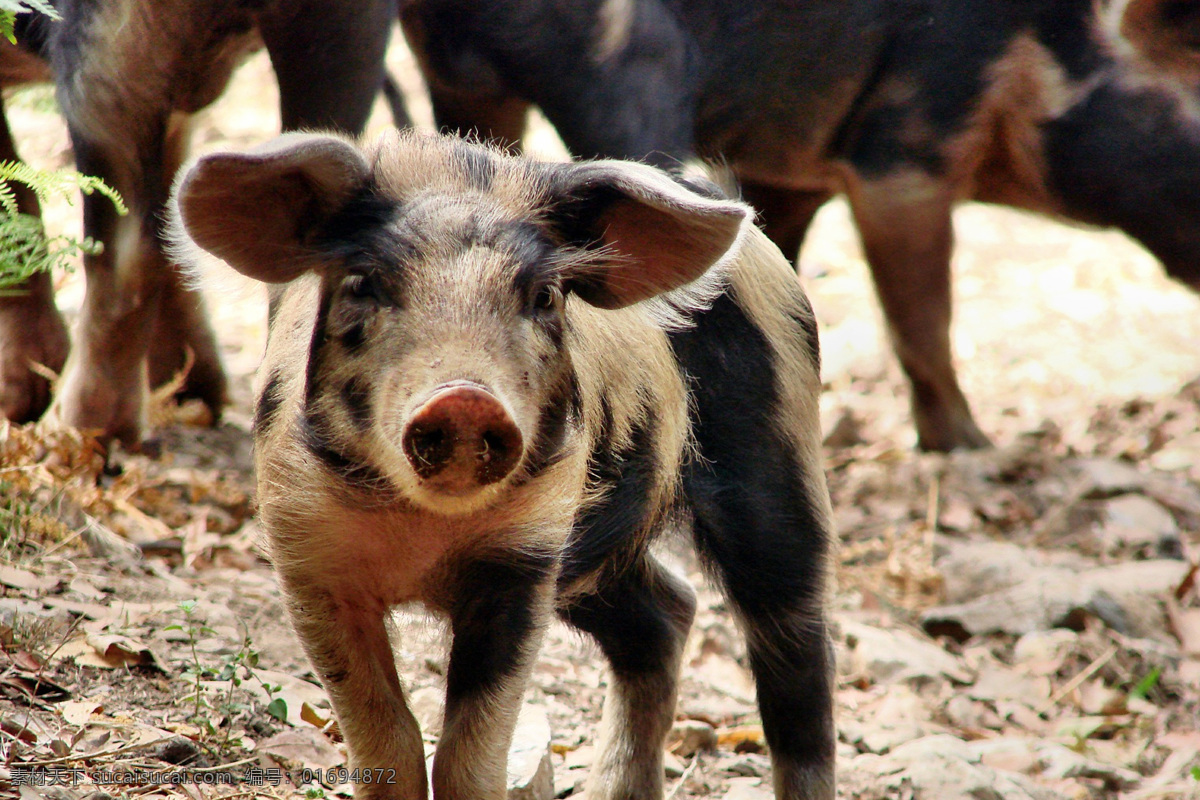 野猪 家猪 家畜 豕舒胖子 黑面郎 pig swine