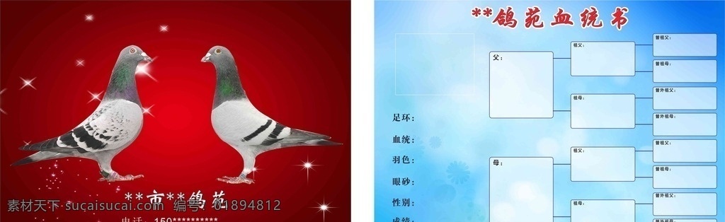鸽子 鸽苑 血统书 血统 卡片 信鸽 比赛 分层源文件 招贴设计