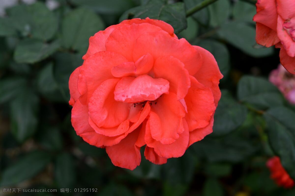 月季花 月月红 月月花 长春花 四季花 胜春 花朵 鲜花 花 植物摄影 生物世界 花草