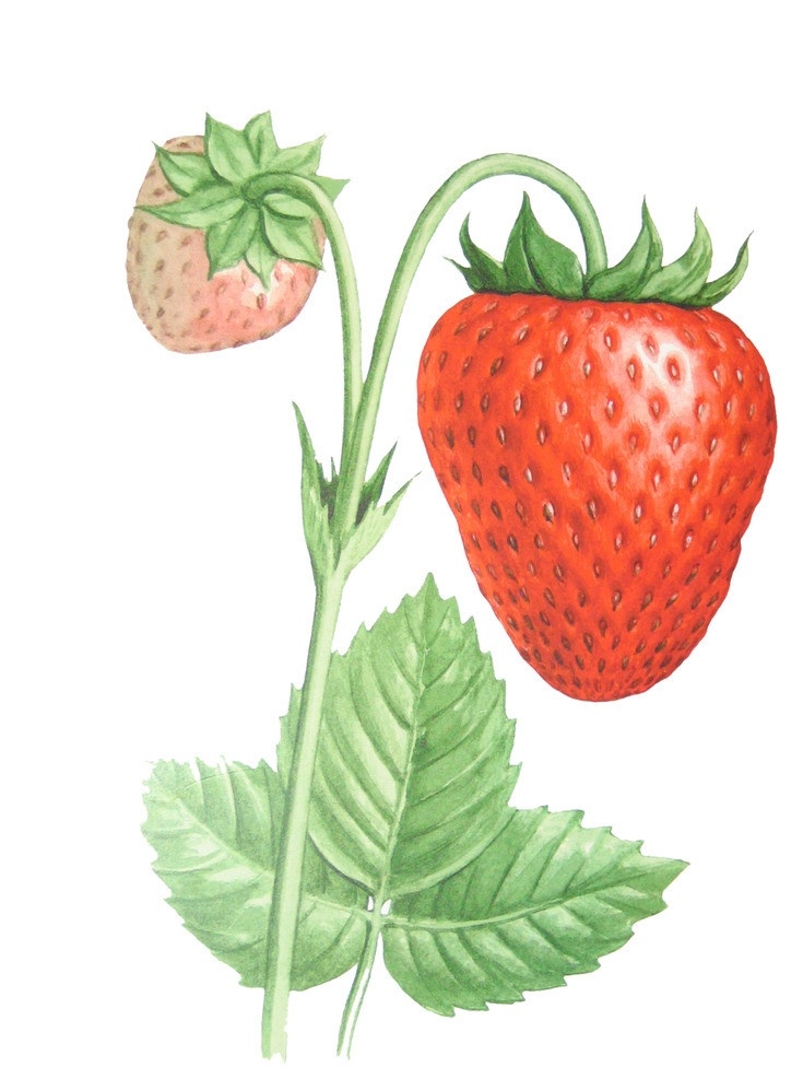 草莓 奶油草莓 树莓 水果 一株草莓 一棵草莓 超市水果 特写 高清 绿叶 叶子 新鲜水果 红色 微距 花托 大棚水果 生物世界 背景分层 白色背景 蔬果 分层 源文件