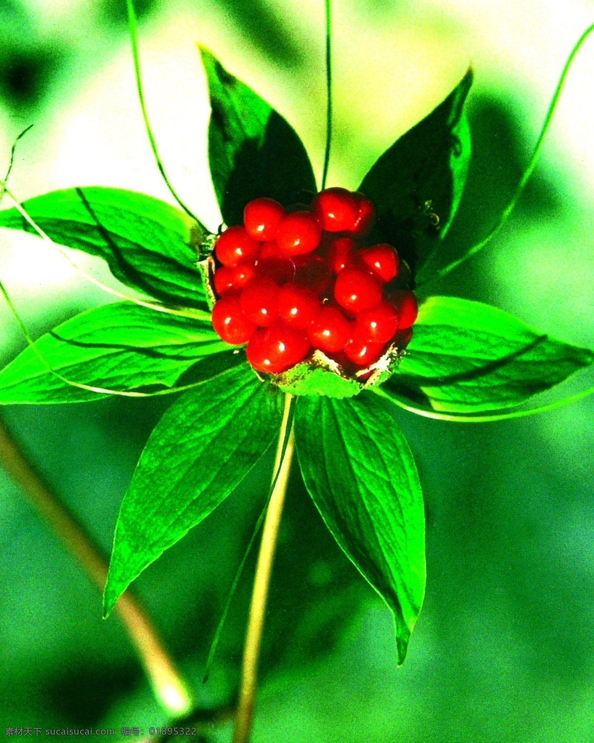 七叶一支花 八角莲 神农架 国家公园 珍稀植物 生物世界 花草