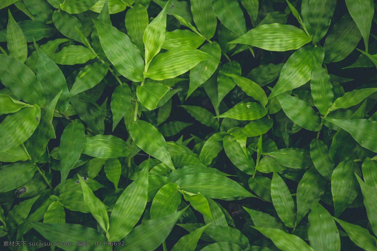 绿色植物 叶子 背景 底纹 绿色 植物 文艺 生物世界 花草